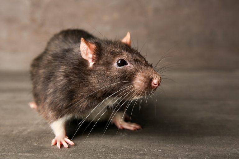 How you can Do away with Rats – Methods of Rat Pest Control