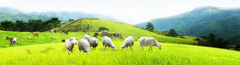 Goat and Sheep Farming Products manufacturers and suppliers