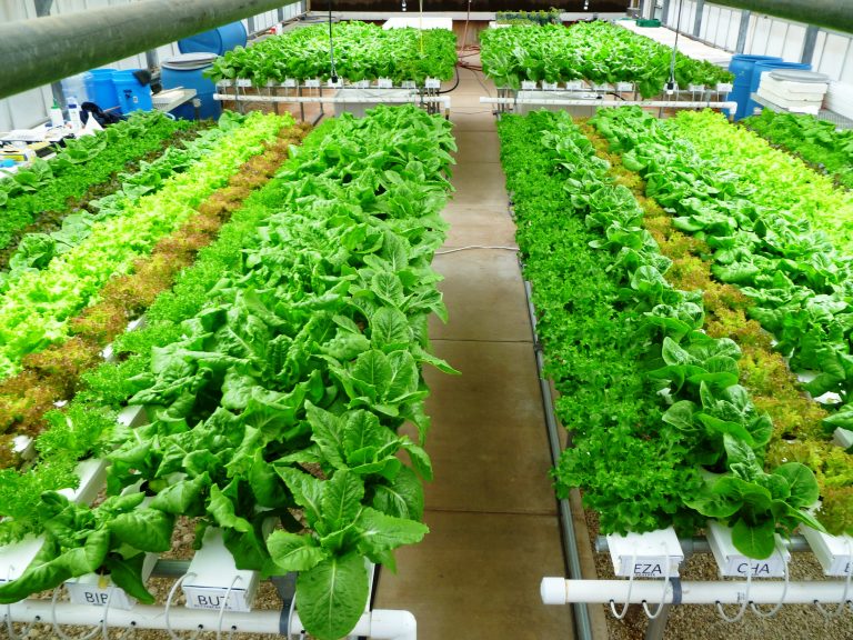 Hydroponics in Gurgaon