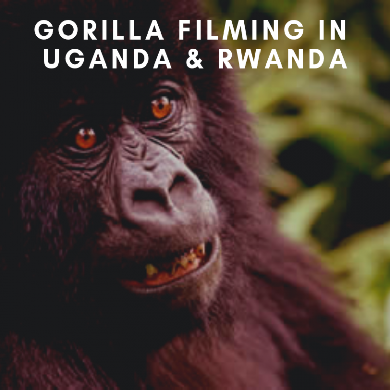 Oree Safaris is offering Gorilla Safaris tours in Uganda