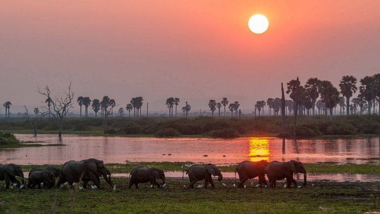 Why you should  choose Tarangire National Park