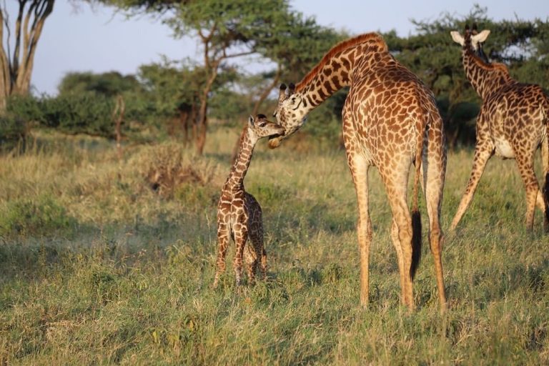 2 Nights 3 Days To Amboseli