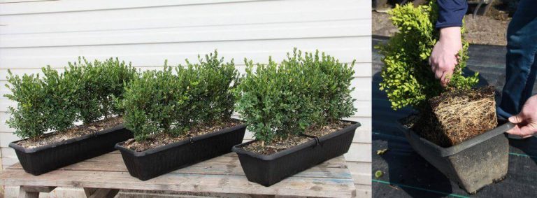 Boxwood InstantHedge as the Best Ornamental Plants for Landscape Professionals