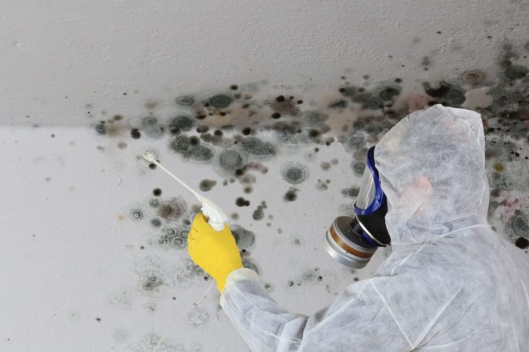 The Expert Mold Removal Process