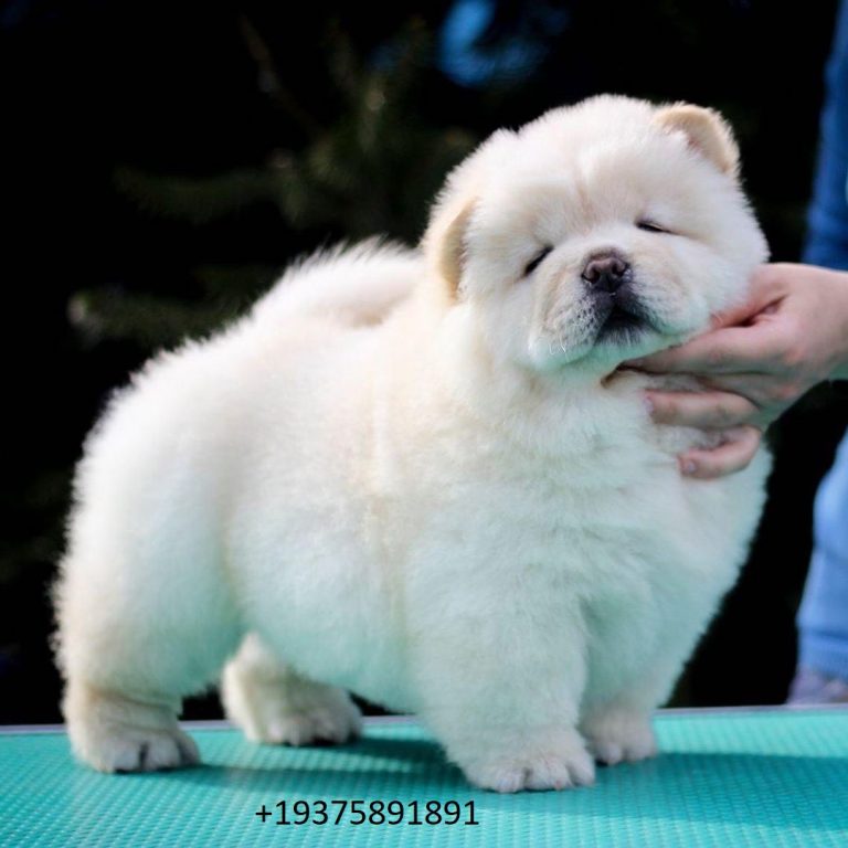 Chow chow puppies