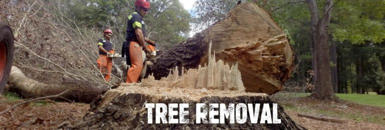 Stumps and Trees – Professional Tree Removal