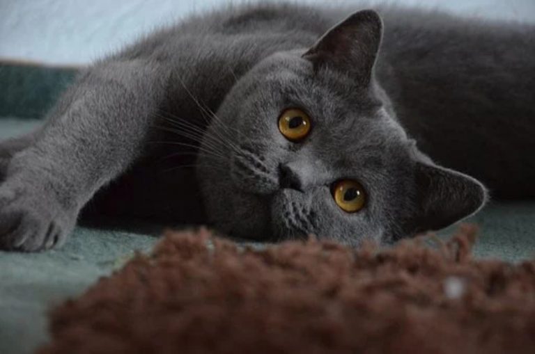 BRITISH SHORTHAIR KITTENS CAN BE FUN