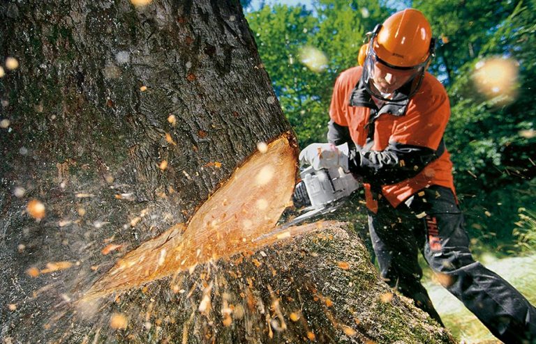 Tree removal Tauranga